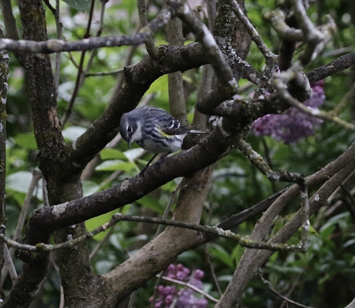 Yellow-rumped Warbler (Myrtle) - A Kopitov