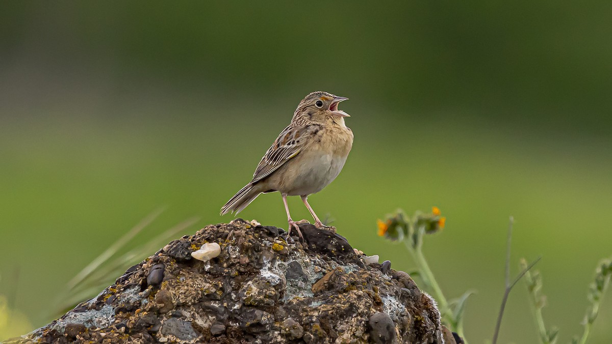Grasshopper Sparrow - ML445536871
