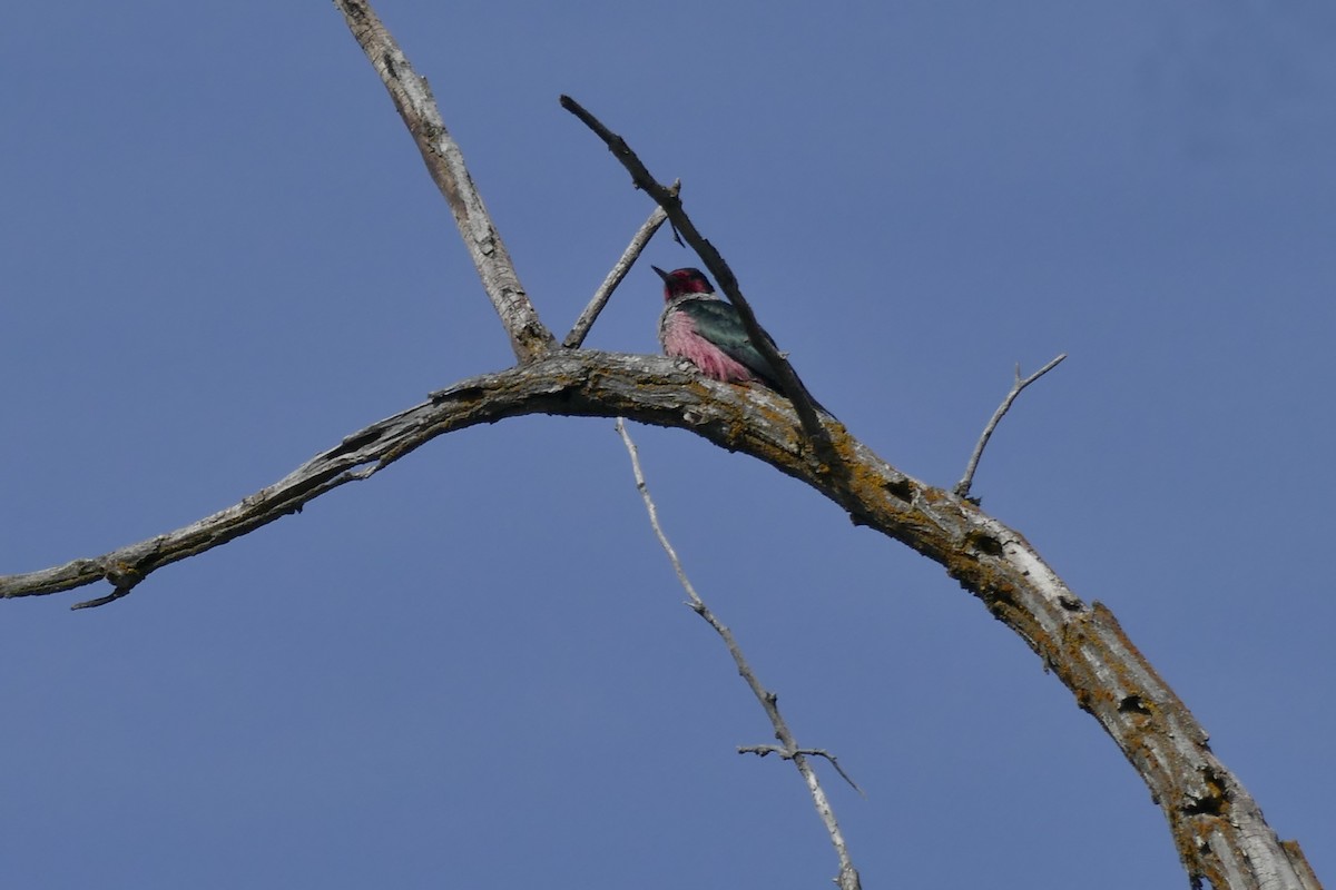 Lewis's Woodpecker - ML445538931