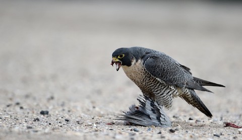 Peregrine Falcon (North American) - Falco peregrinus anatum