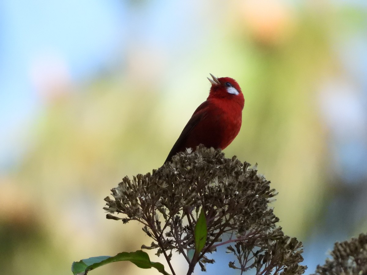 Red Warbler - Daniela  Souza