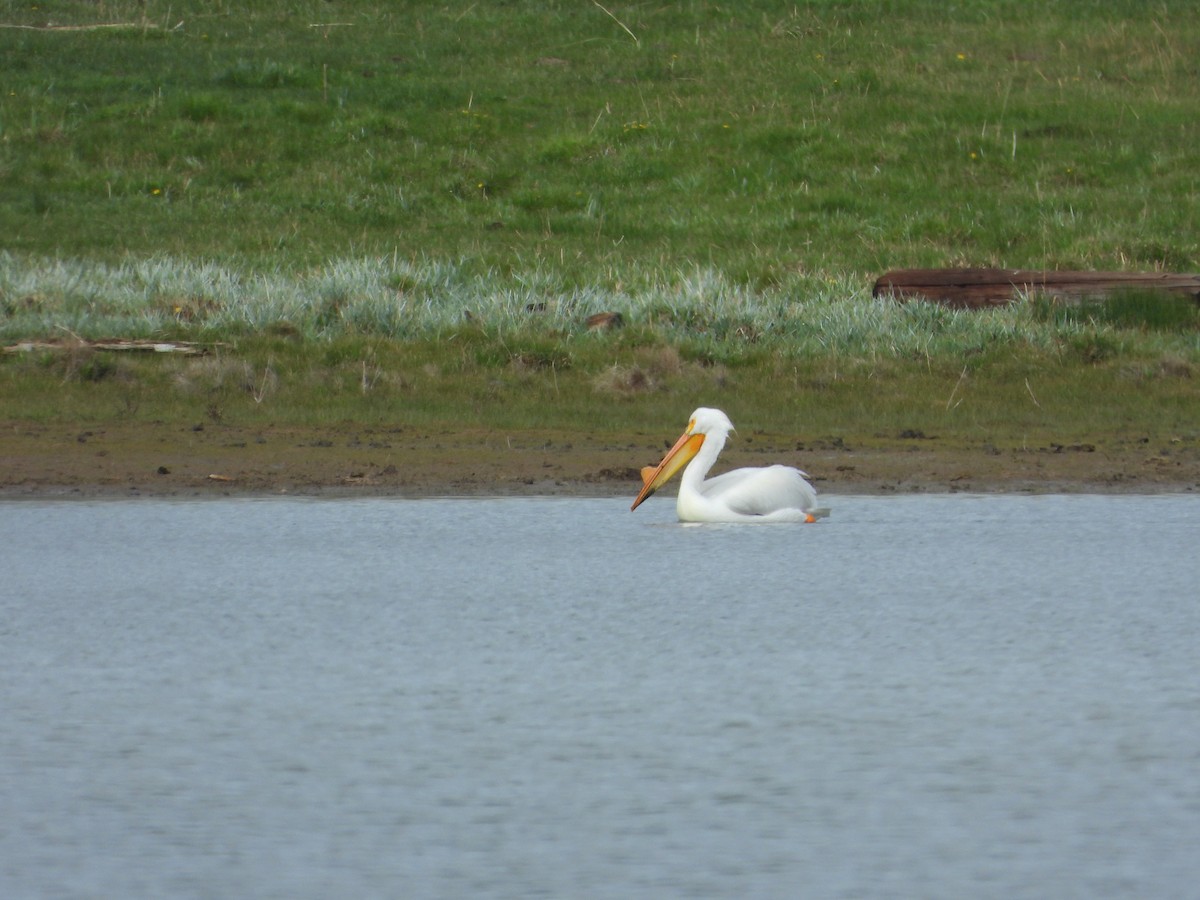 American White Pelican - Jeff Percell