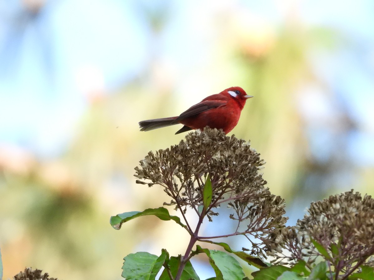 Red Warbler - Daniela  Souza