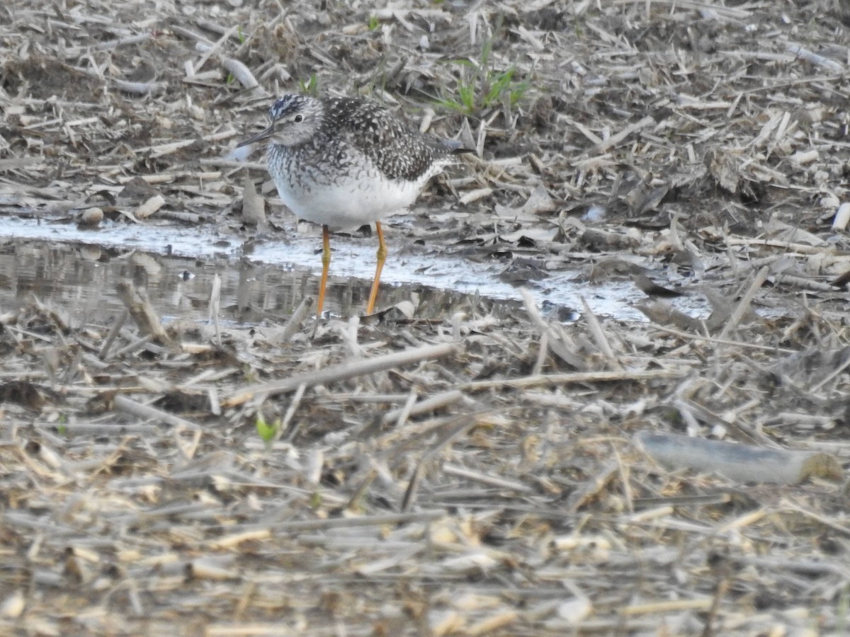 Lesser Yellowlegs - ML445539661