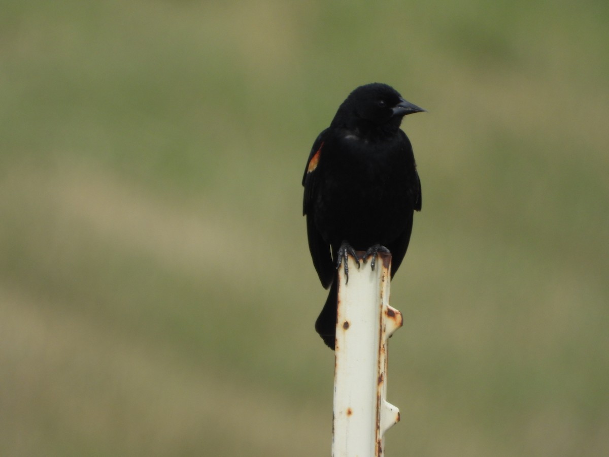 Red-winged Blackbird - ML445539951