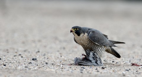 Peregrine Falcon (North American) - Falco peregrinus anatum