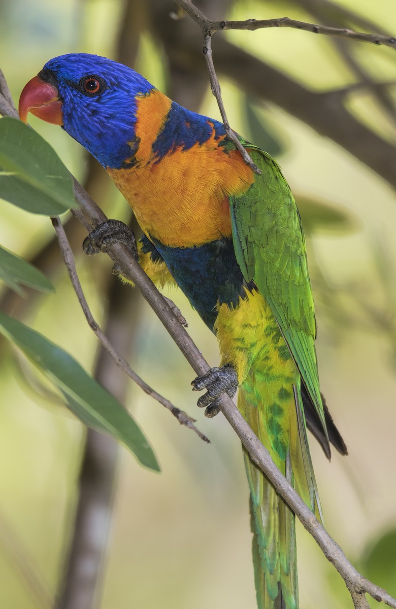 Red-collared Lorikeet - ML445542751