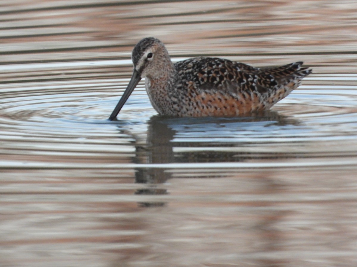 Long-billed Dowitcher - Jeff Percell