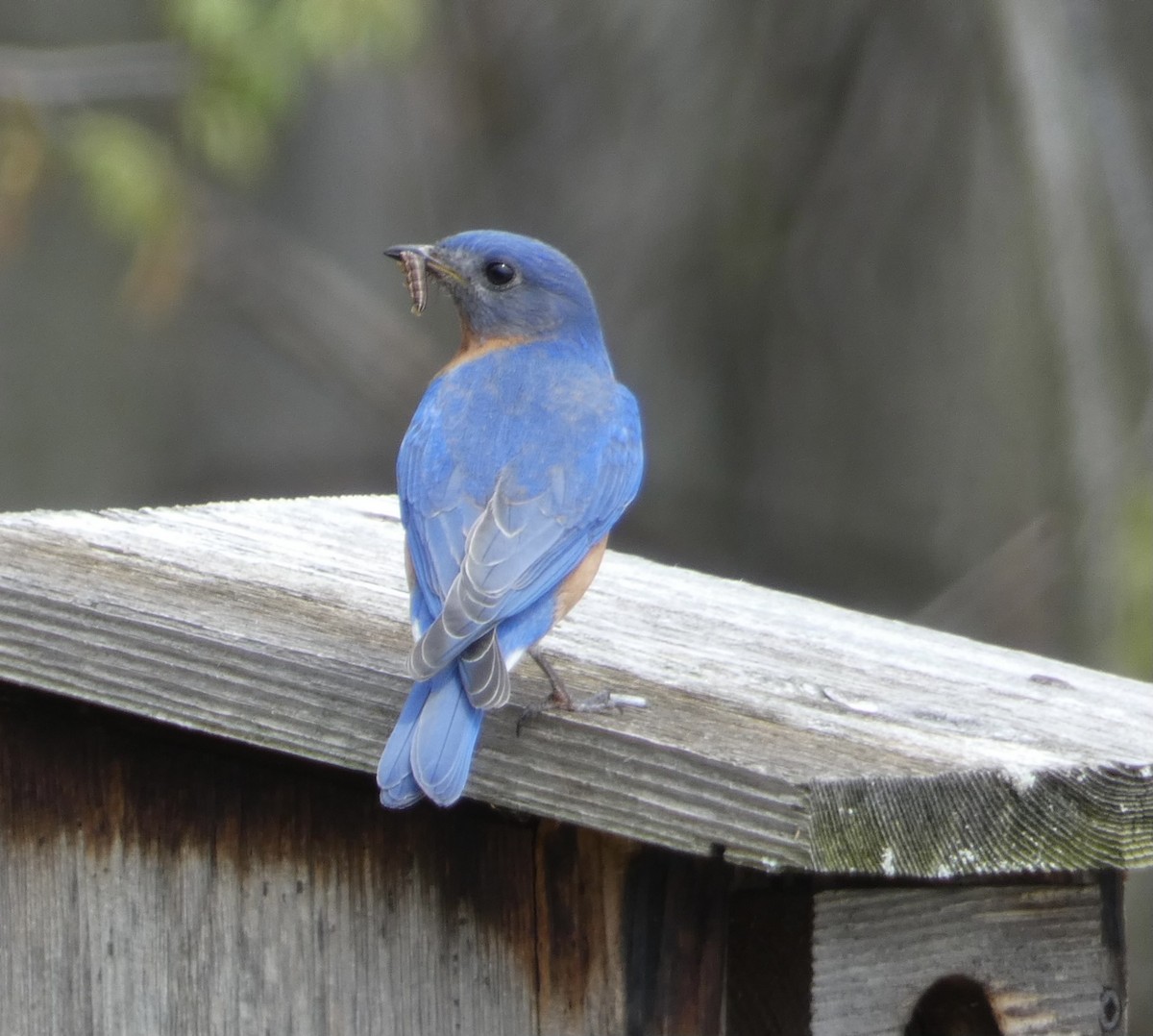 Eastern Bluebird - ML445544601