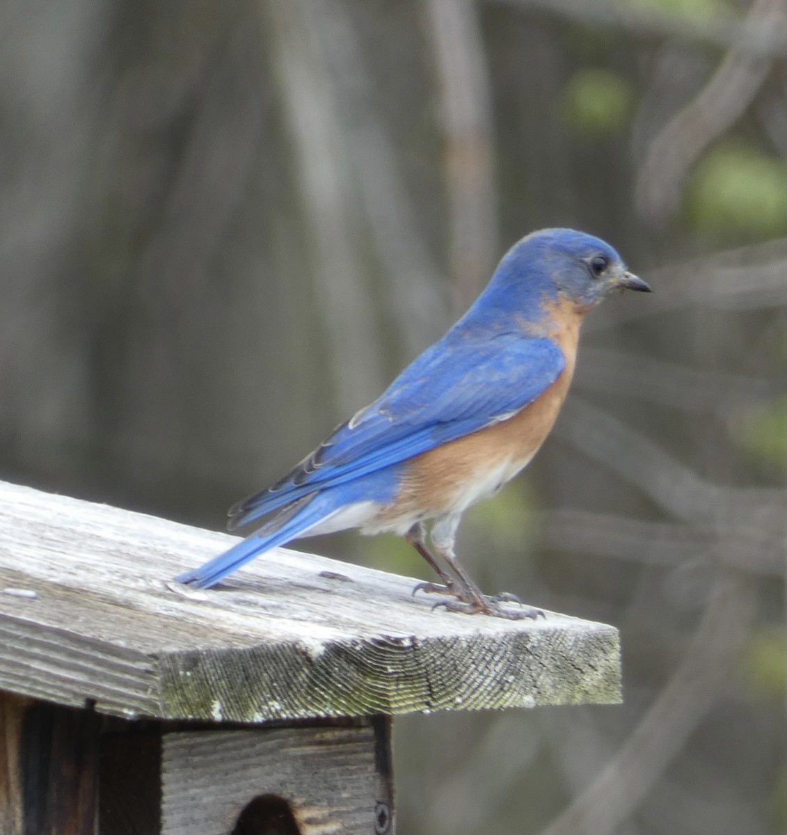 Eastern Bluebird - ML445544611