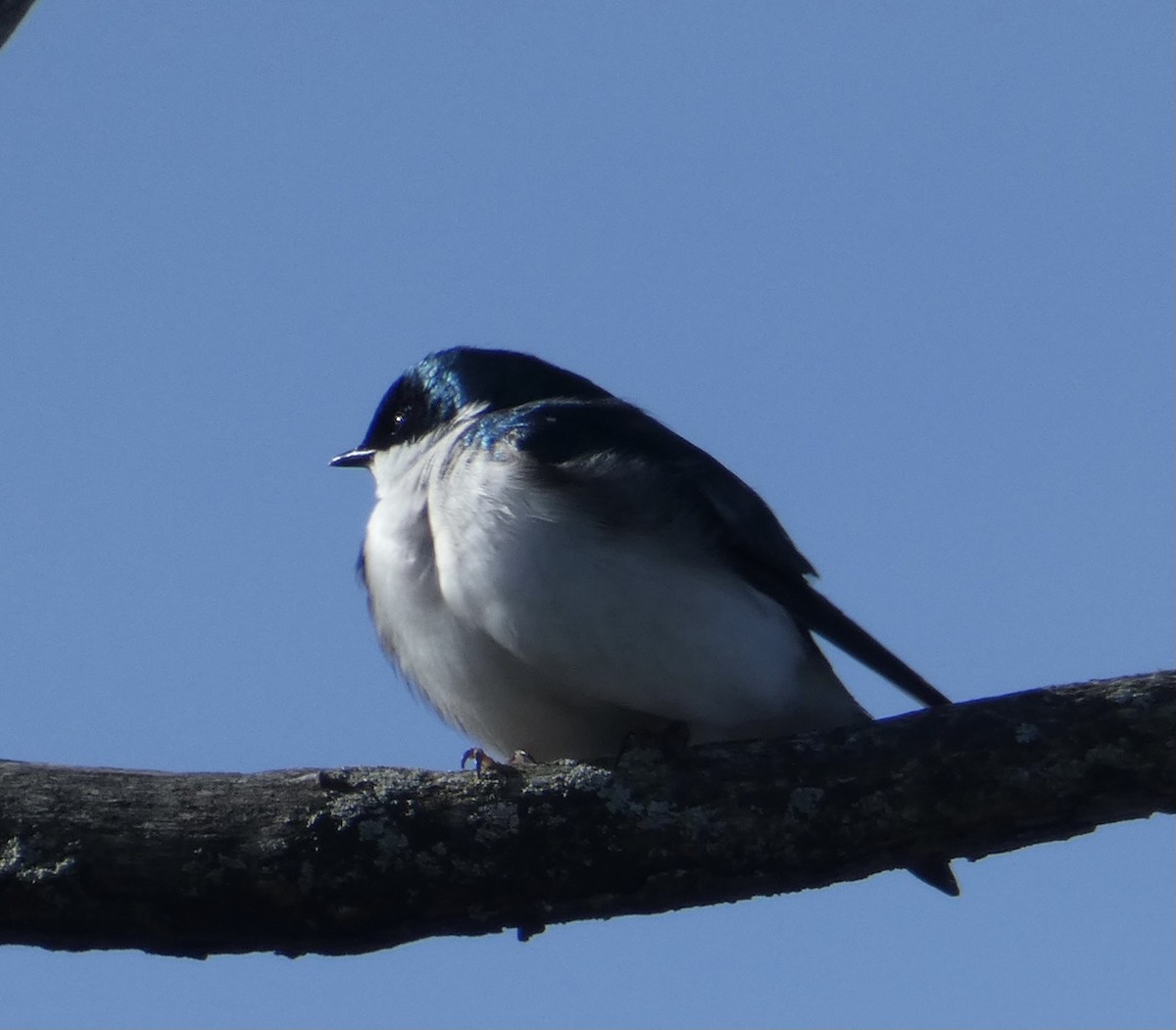 American Tree Sparrow - ML445544681