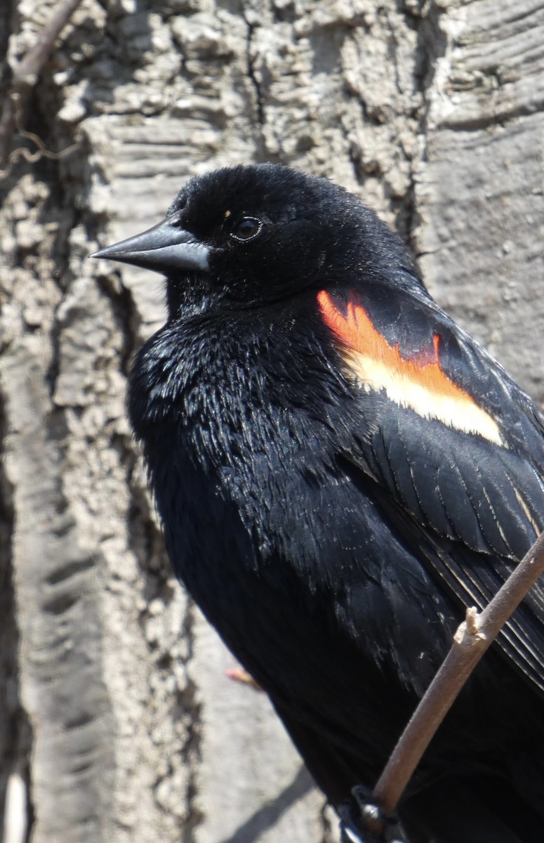 Red-winged Blackbird - ML445544861