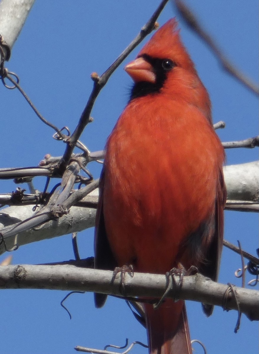 ショウジョウコウカンチョウ - ML445544941