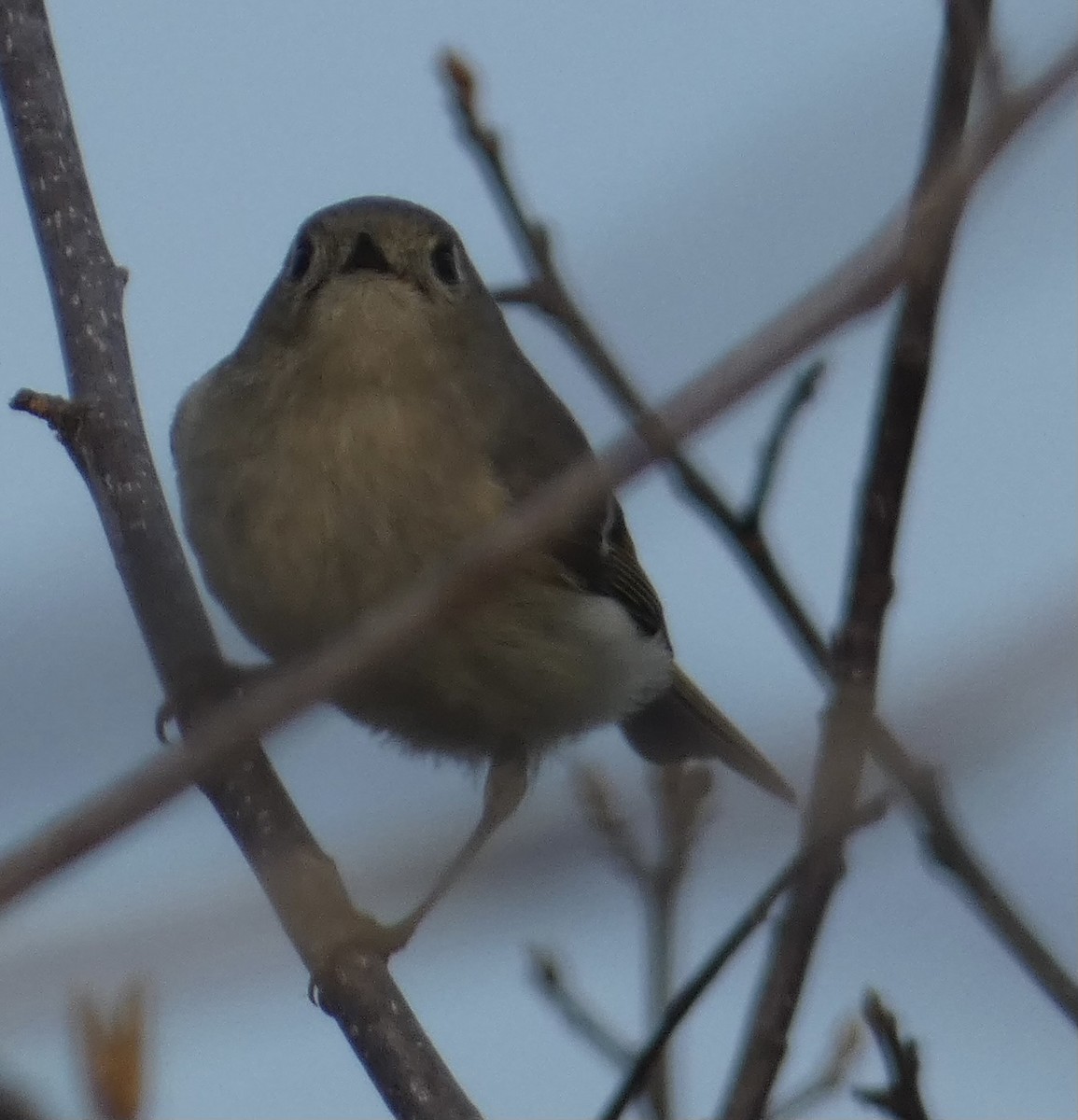 Ruby-crowned Kinglet - Gregg Eldred