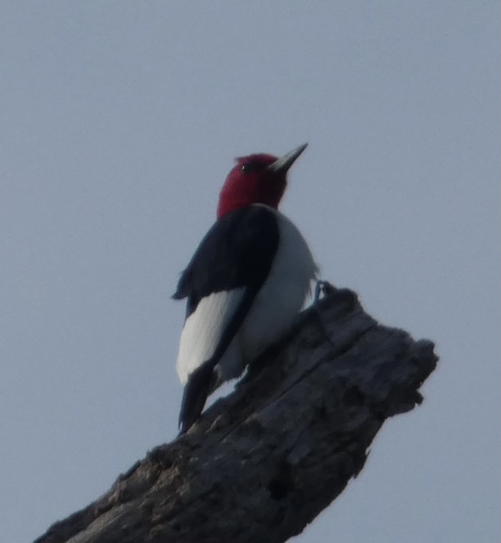Red-headed Woodpecker - Gregg Eldred