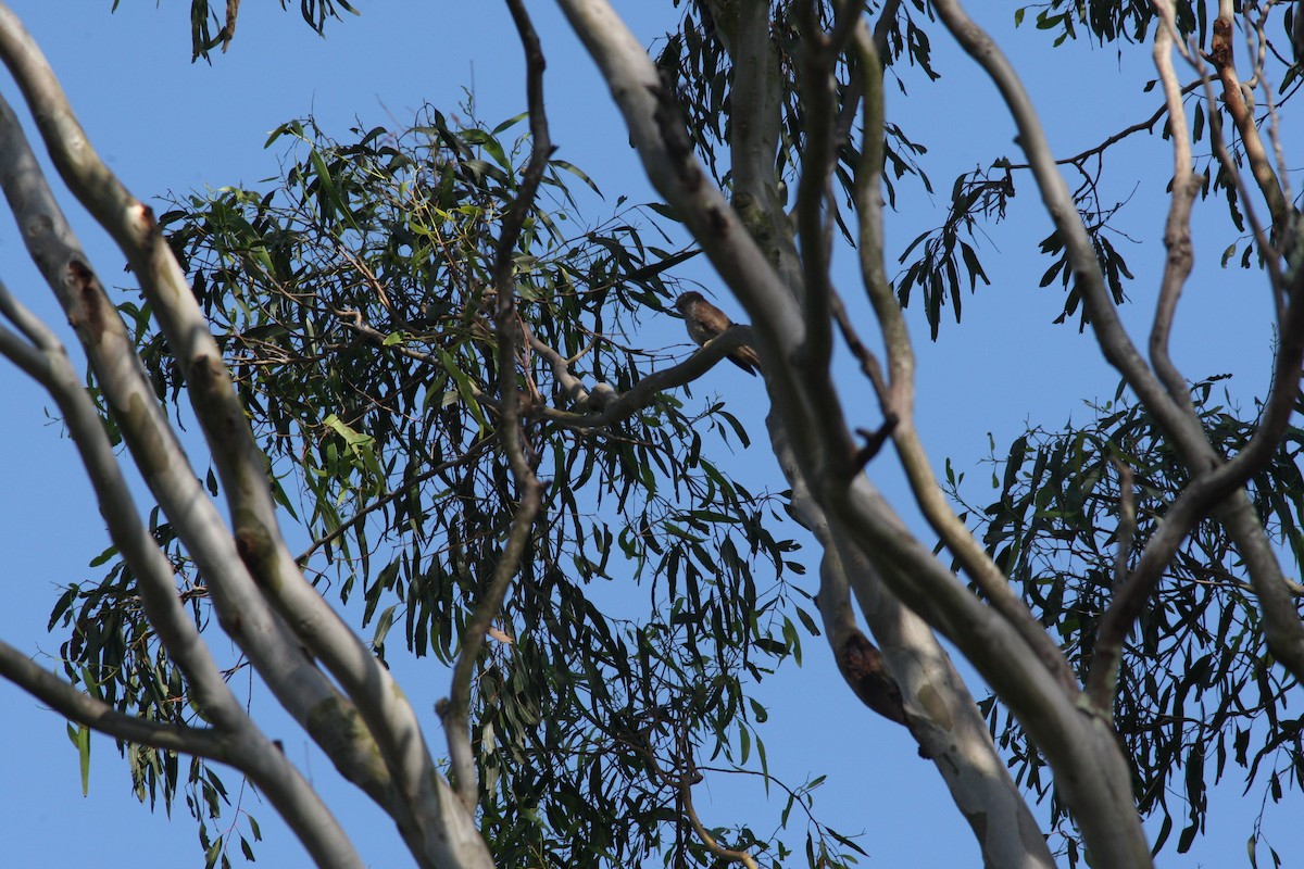 Fan-tailed Cuckoo - ML44554541