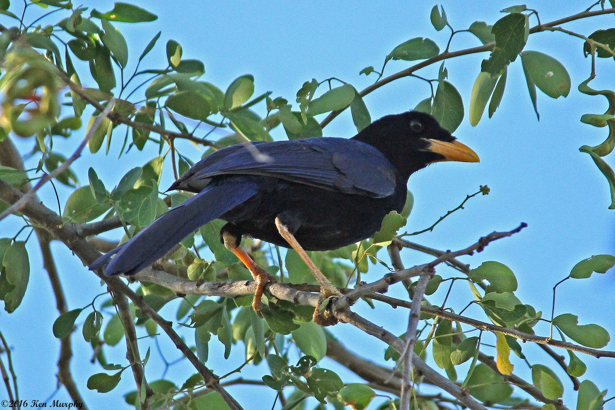 Purplish-backed Jay - Ken Murphy