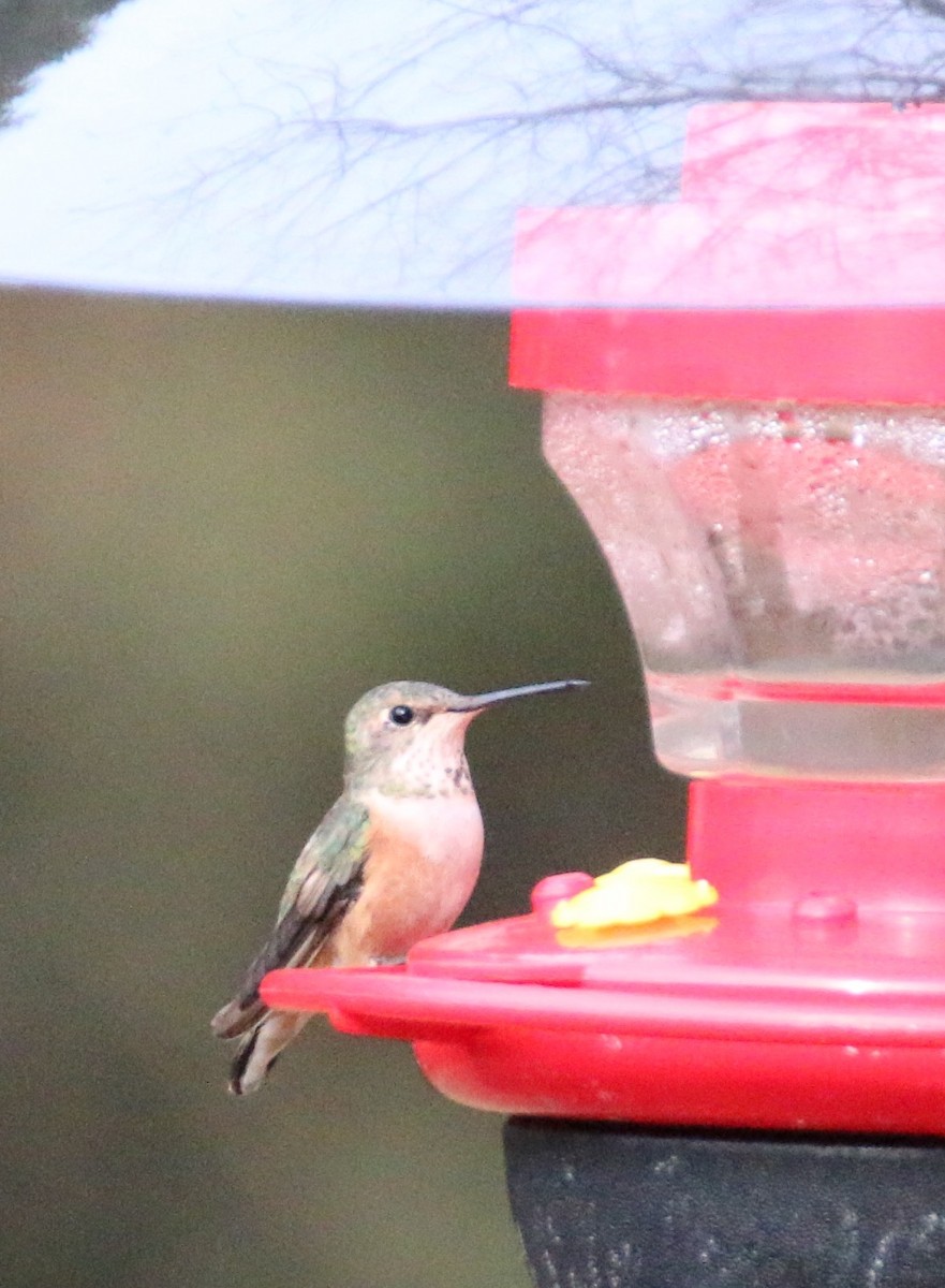 Rufous Hummingbird - ML44554591