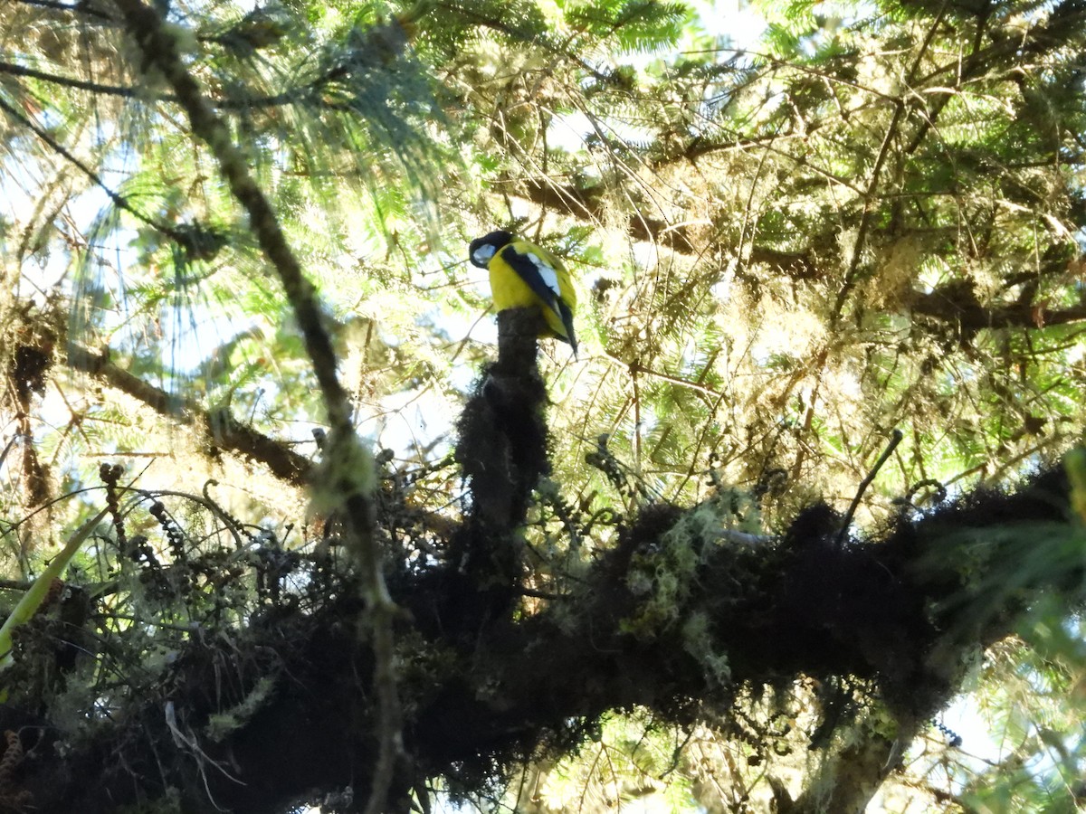 Hooded Grosbeak - ML445546321