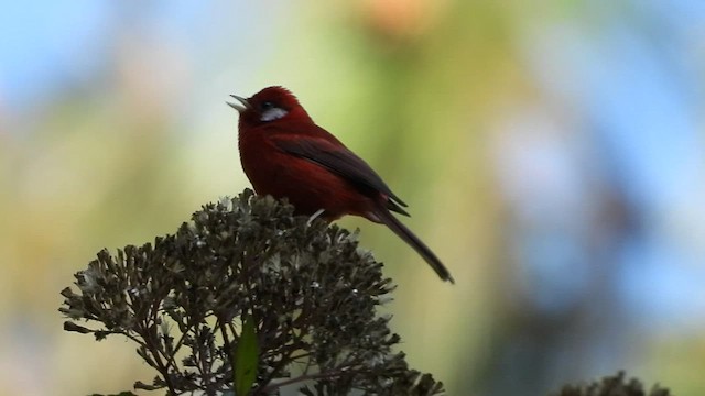 Red Warbler - ML445546341