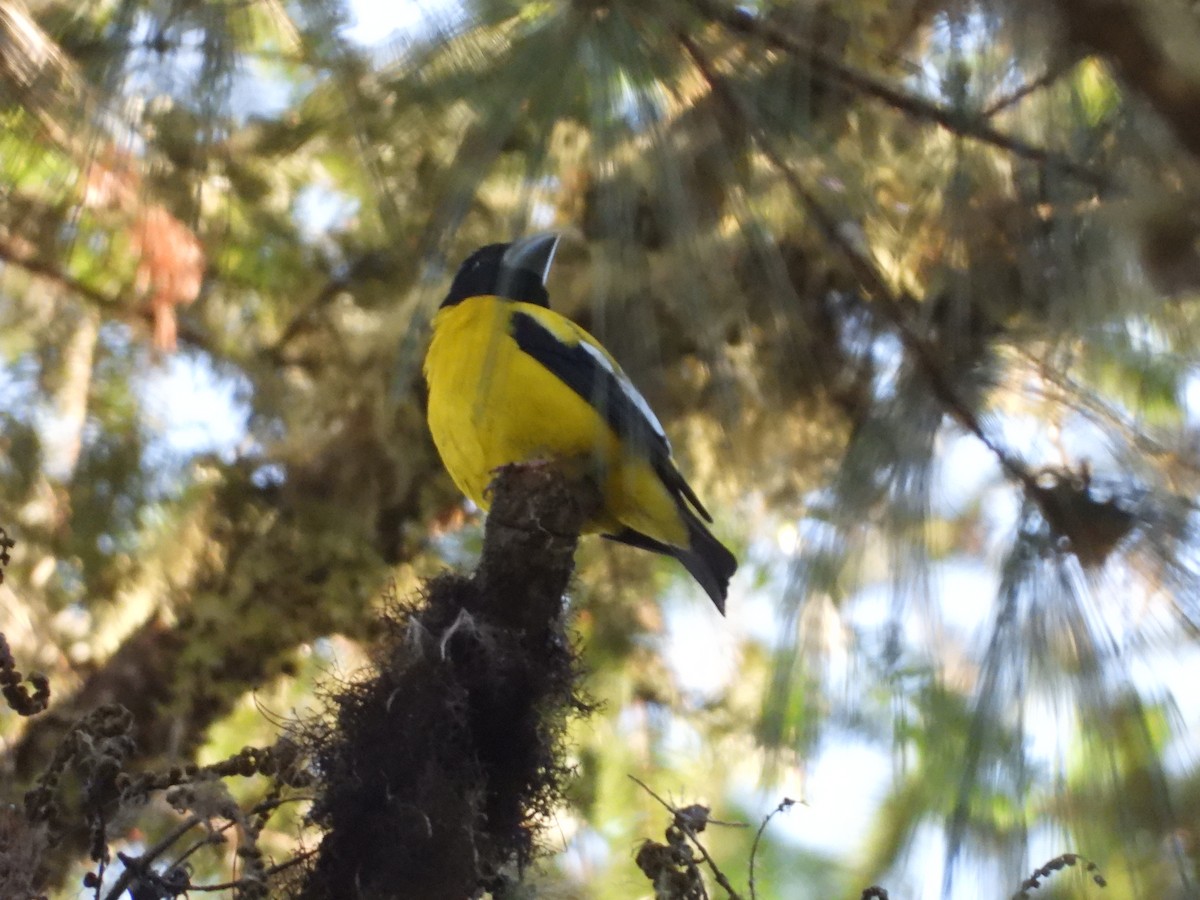 Hooded Grosbeak - ML445547551