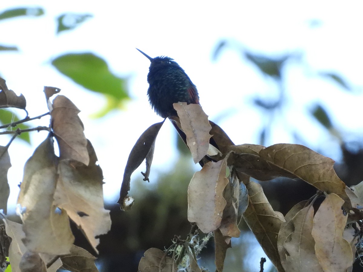 Garnet-throated Hummingbird - ML445547771