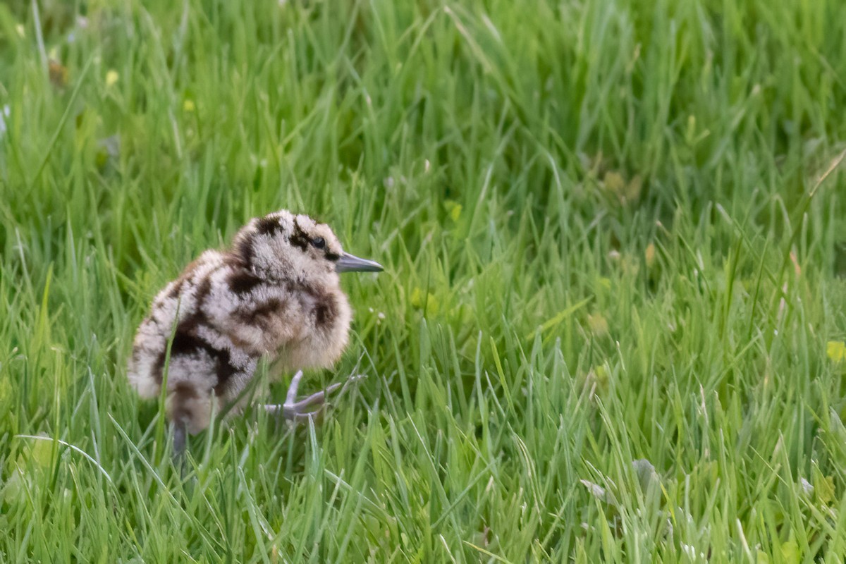 American Woodcock - ML445548701