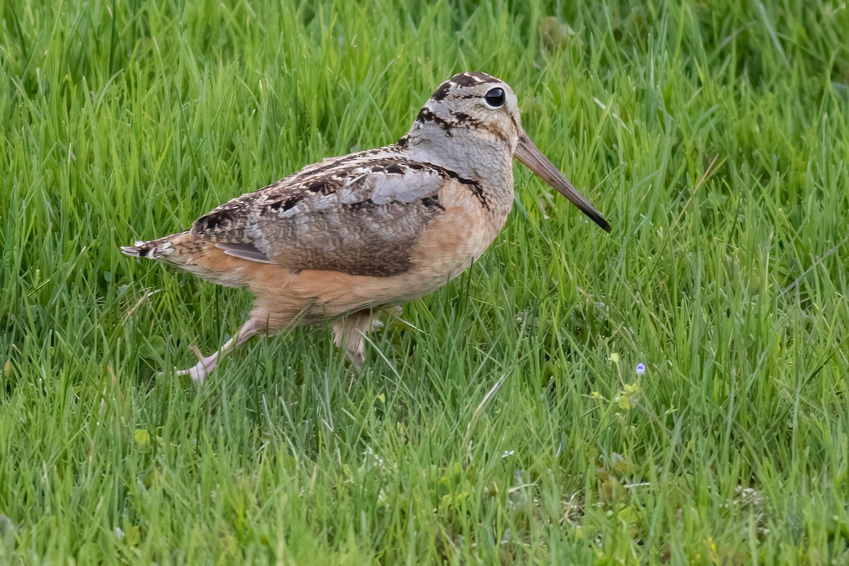 American Woodcock - ML445548821