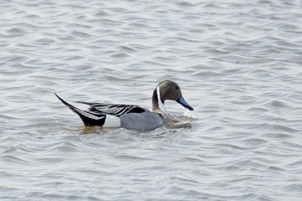 Northern Pintail - Cheryl Vellenga