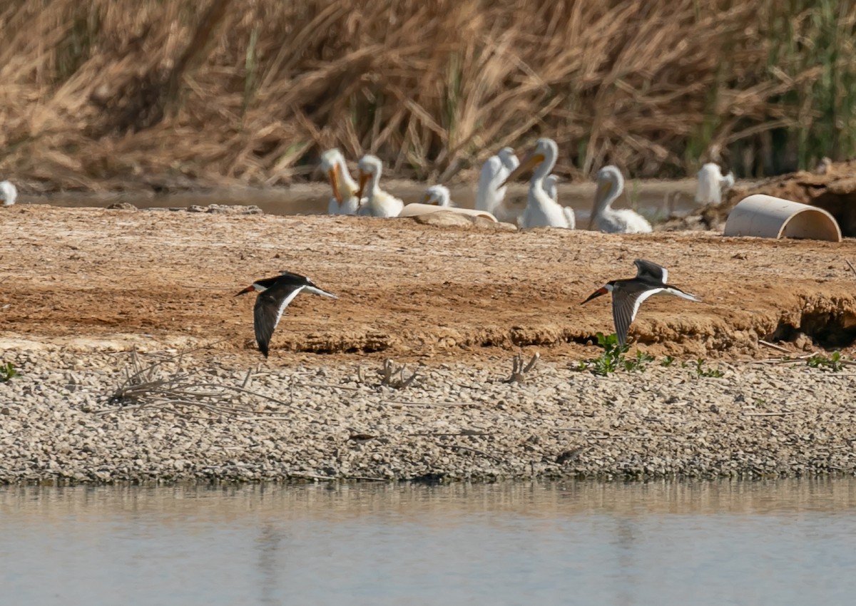 Black Skimmer - ML445550001