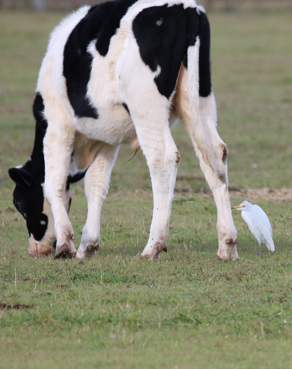 Western Cattle Egret - ML44555001