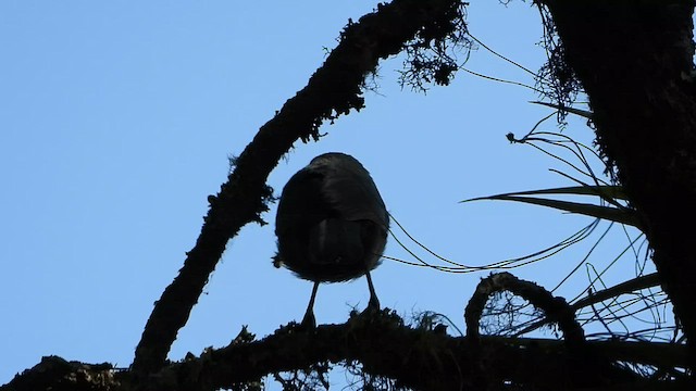 White-throated Jay - ML445550661