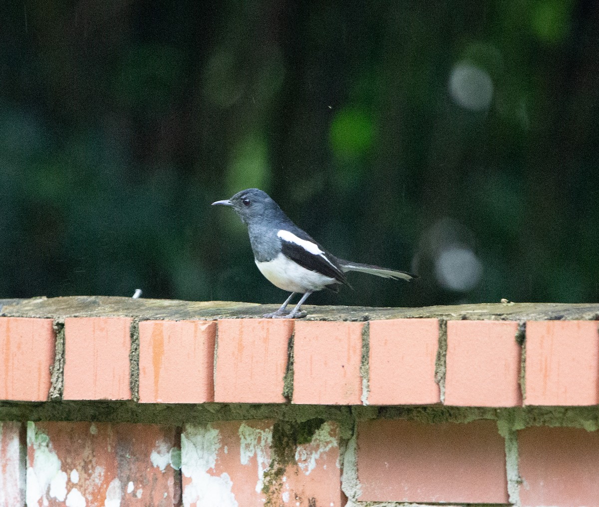 Oriental Magpie-Robin - ML445551951