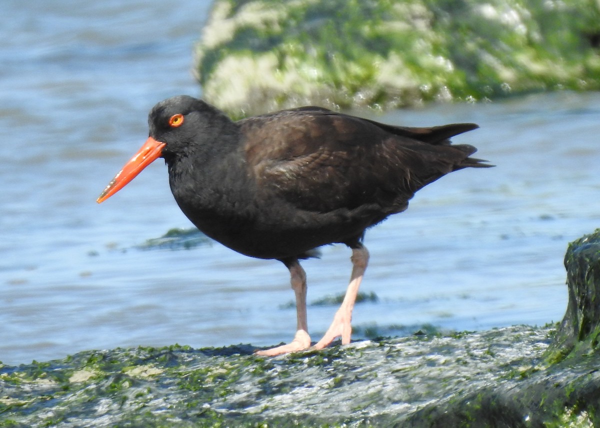 Black Oystercatcher - Anonymous