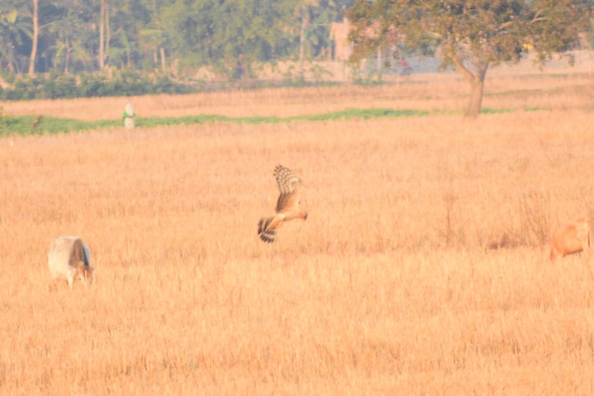 Hen Harrier - ML445554651