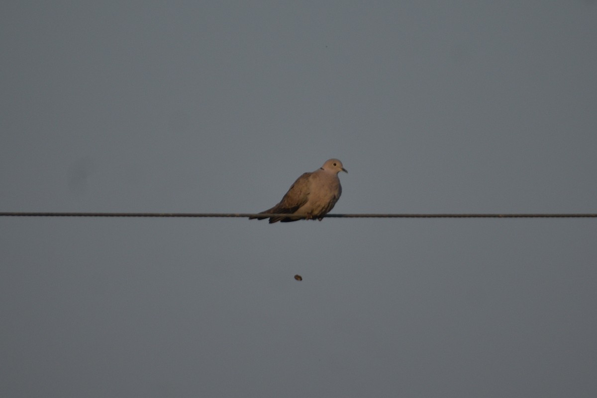 Eurasian Collared-Dove - ML445555171