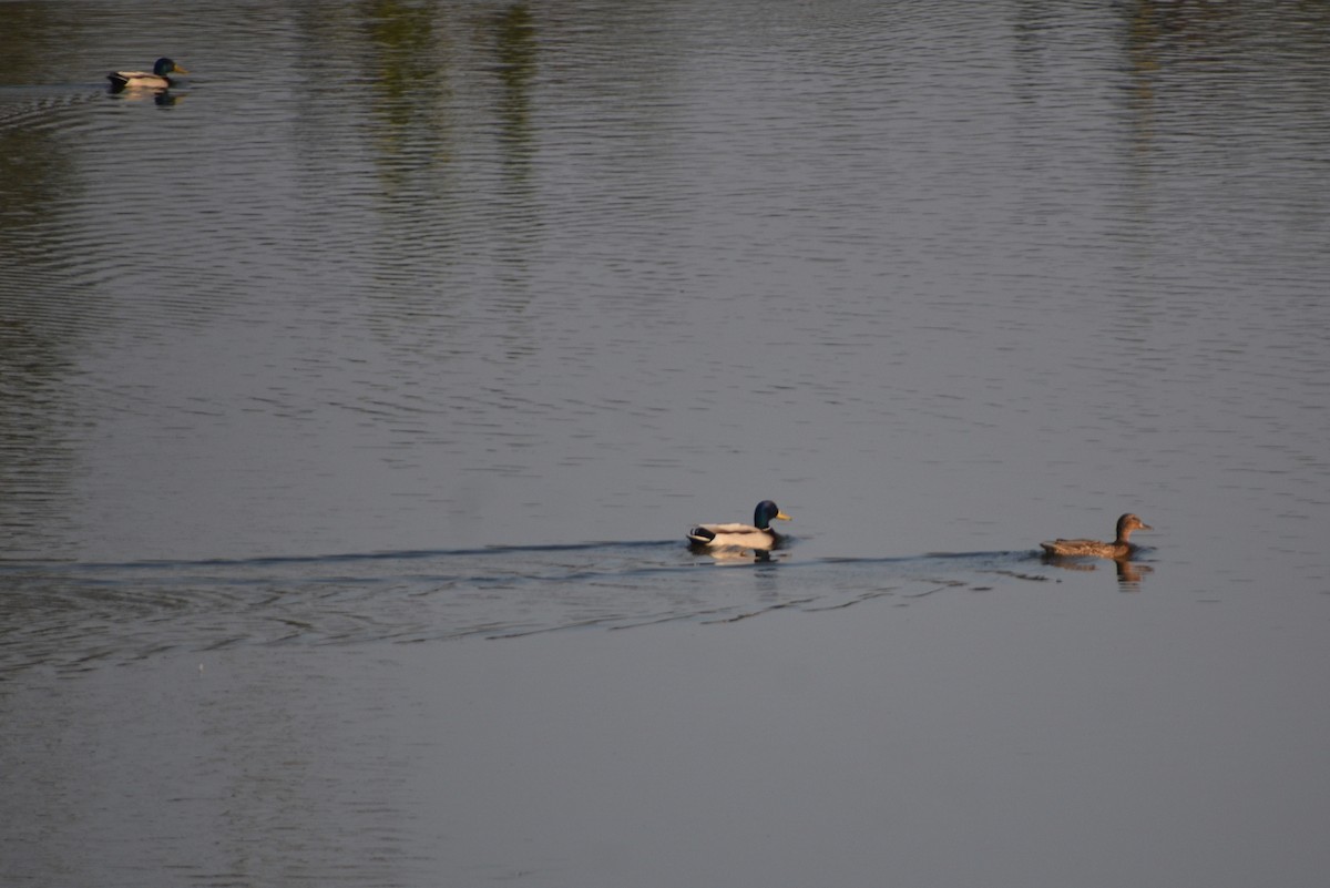 Mallard - Vivek chetry