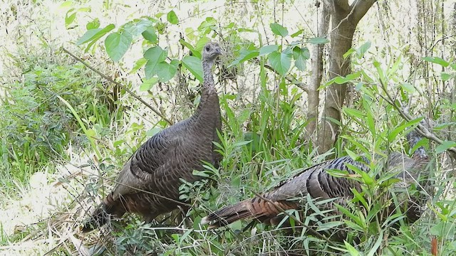 Wild Turkey - ML445555781