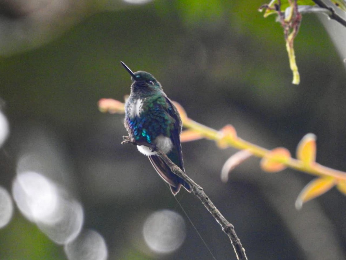 Emerald-bellied Puffleg - Rosalino Ortiz Fernandez