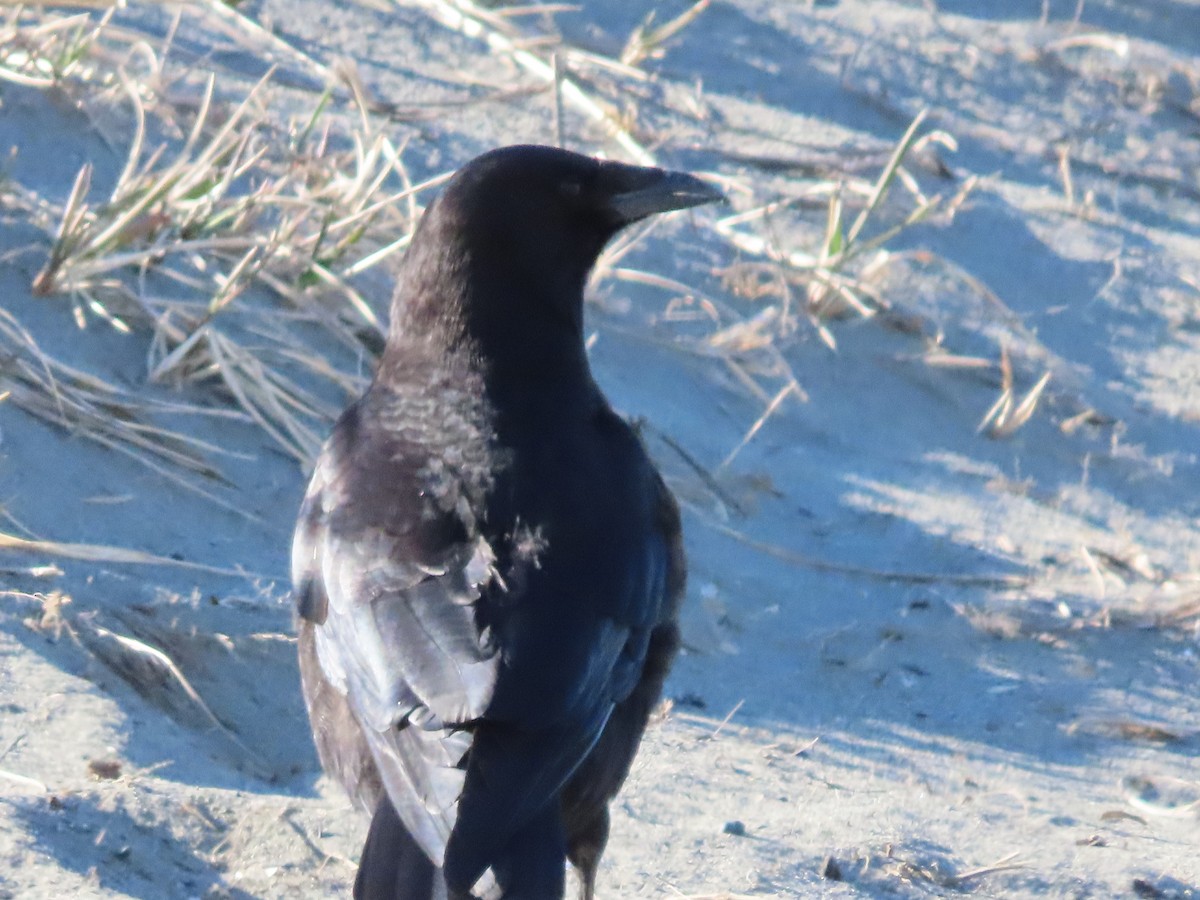 American Crow - ML445557551