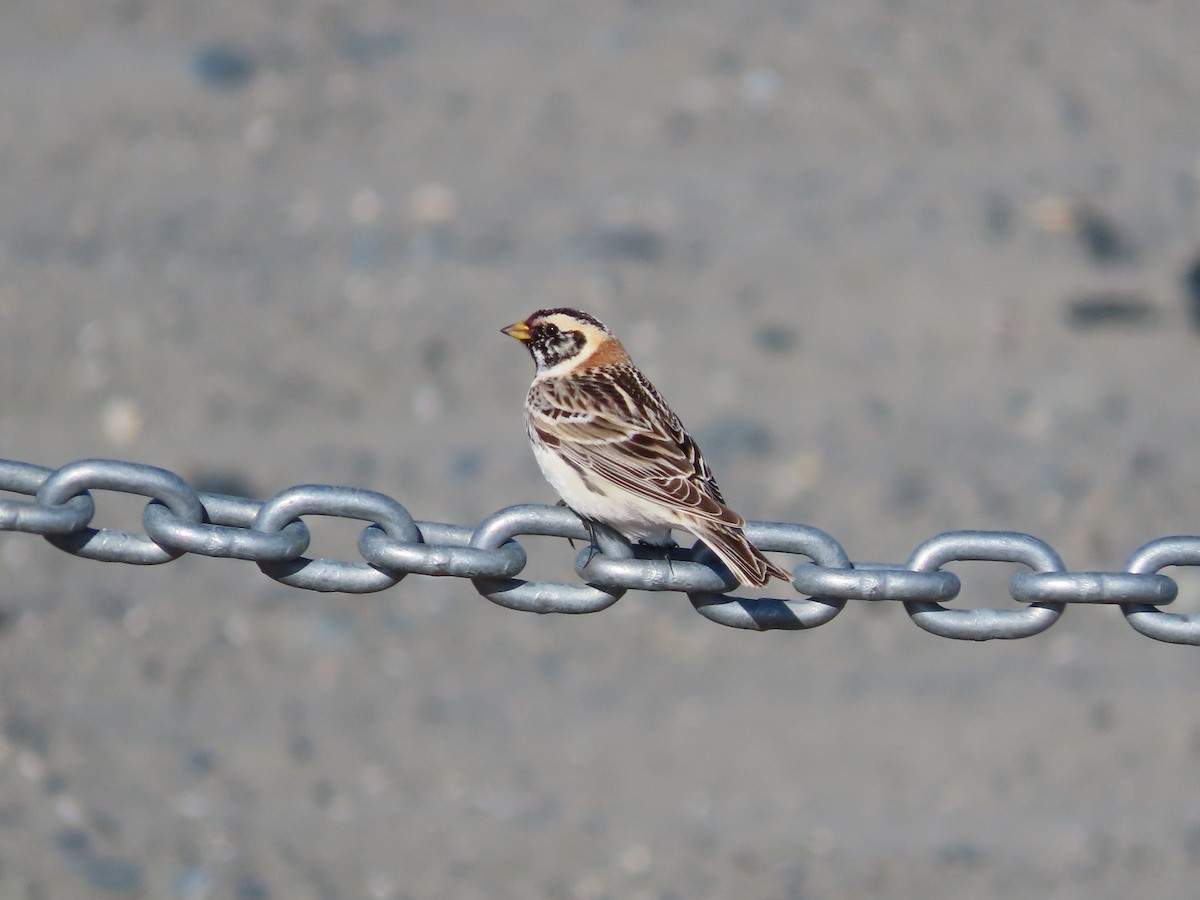 Lapland Longspur - ML445557721