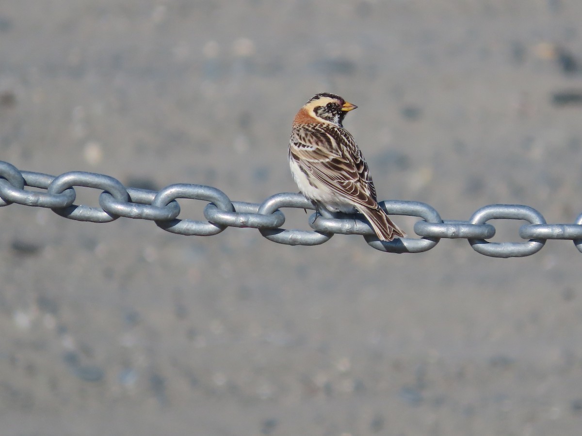 Lapland Longspur - ML445557771