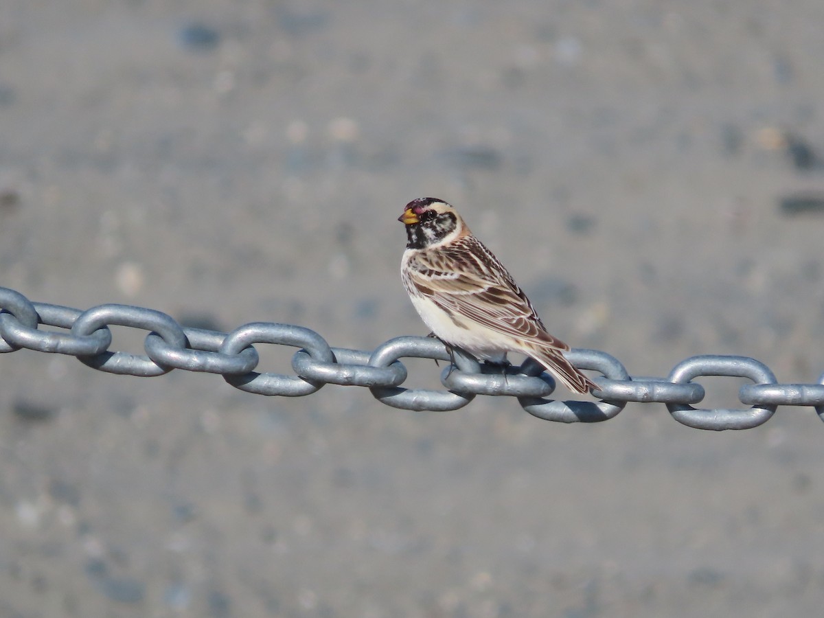 Lapland Longspur - ML445557801