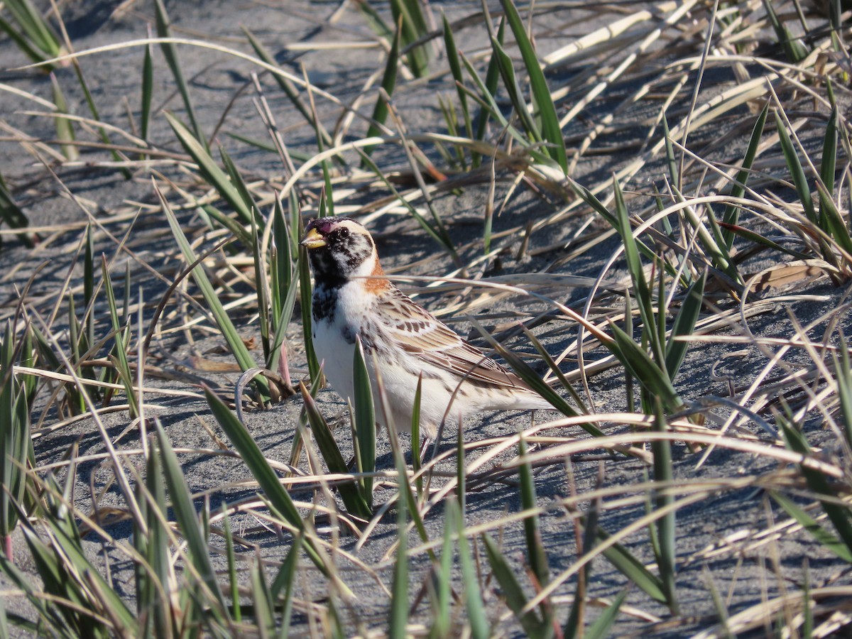 Lapland Longspur - ML445557861