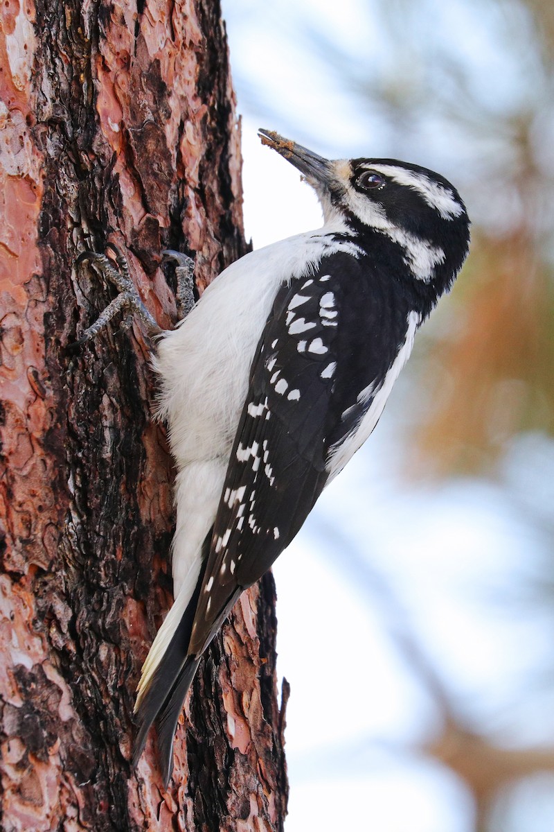 Hairy Woodpecker - ML445559111