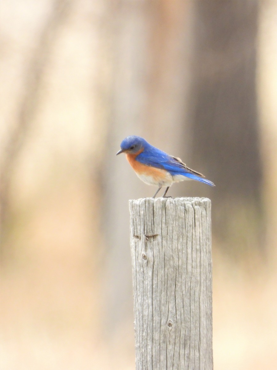 Eastern Bluebird - ML445559511