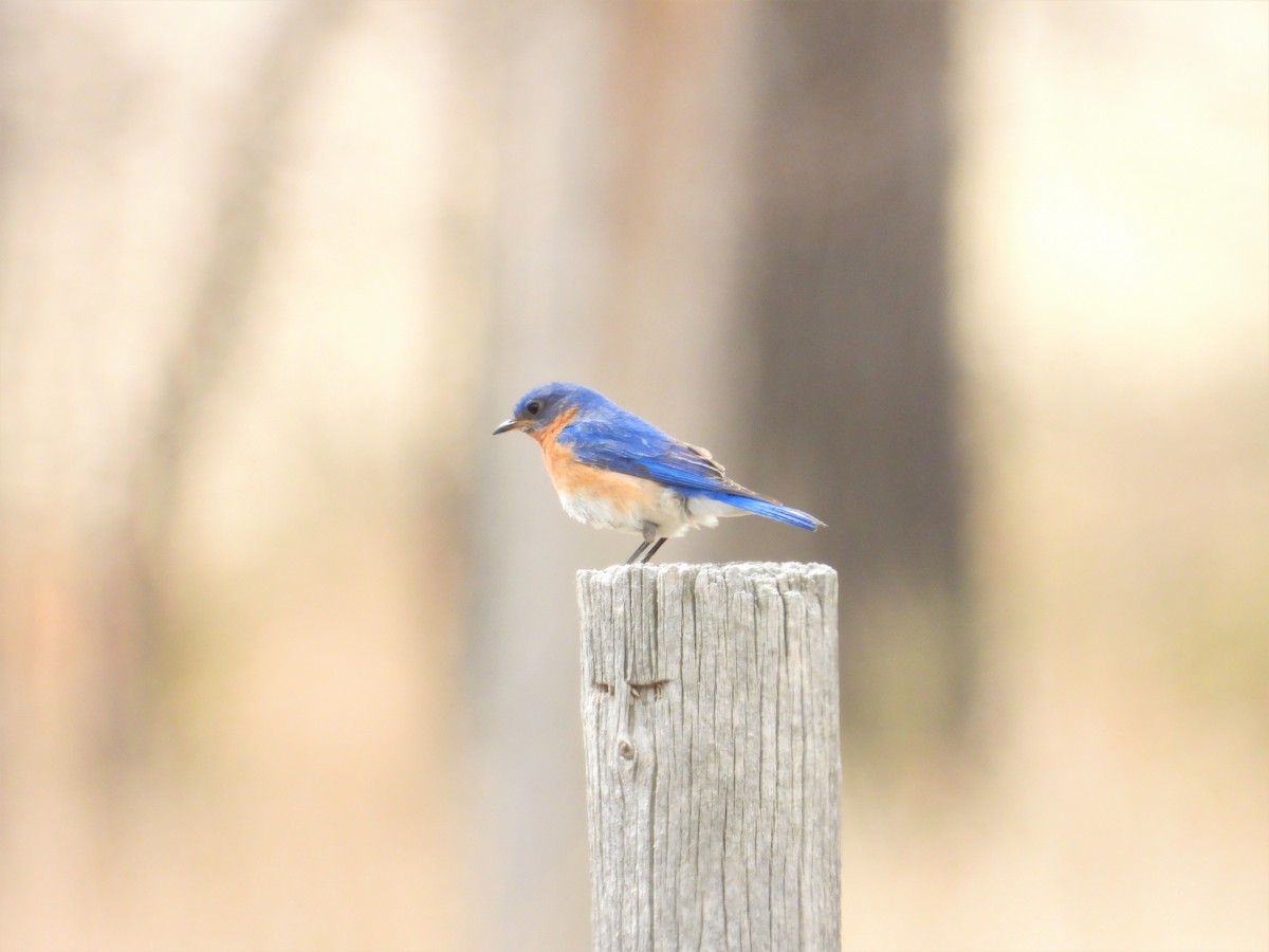 Eastern Bluebird - ML445559521