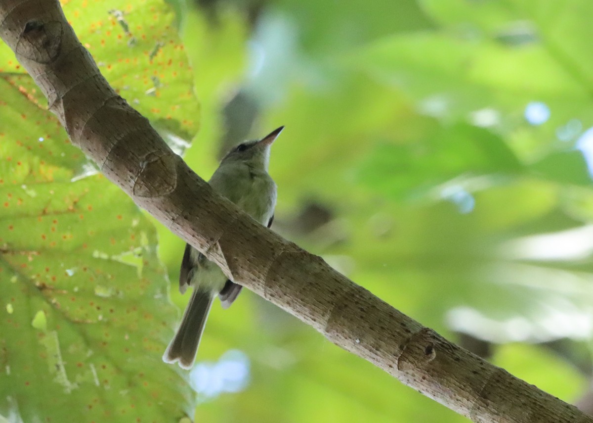 Mosquerito del Coco - ML445560131