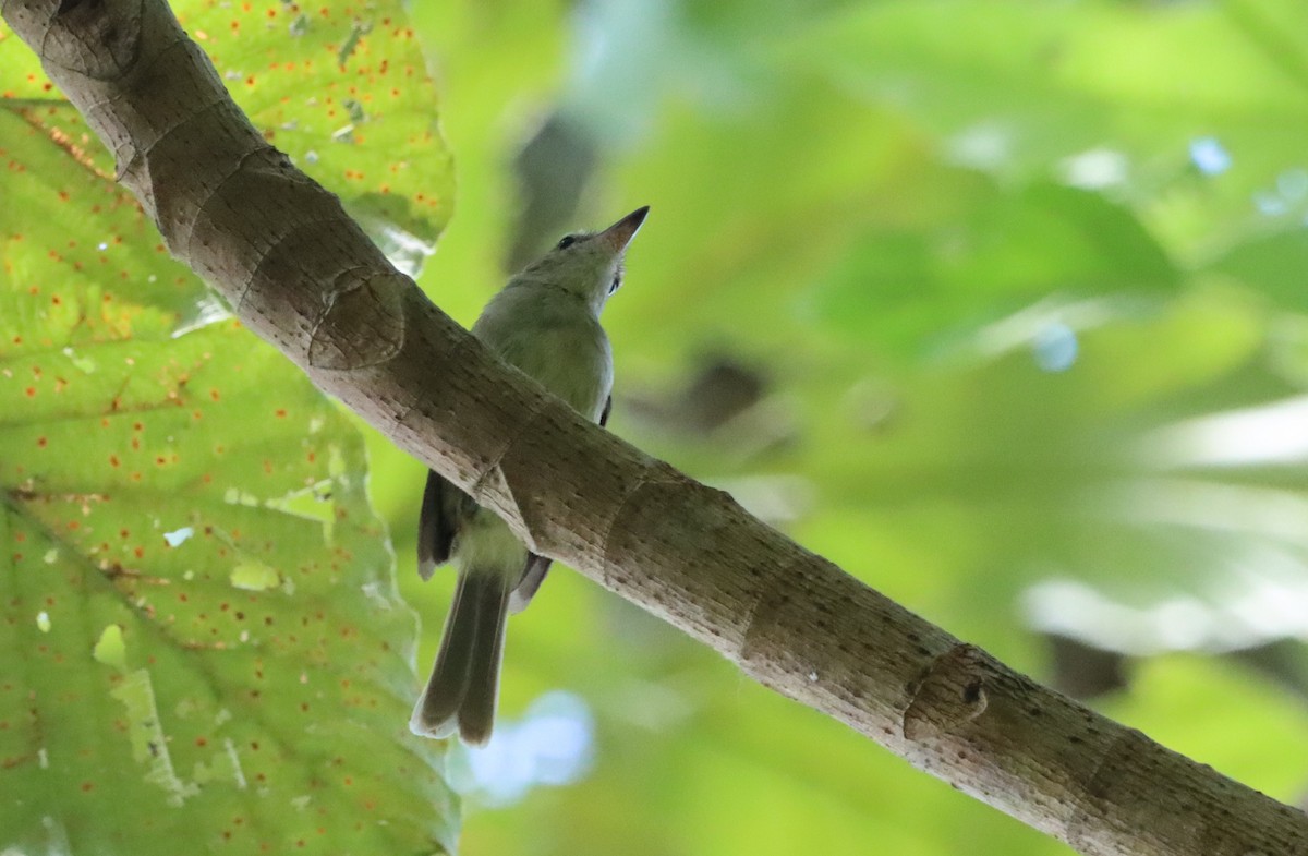 Cocos Tyrannulet - Oliver  Komar