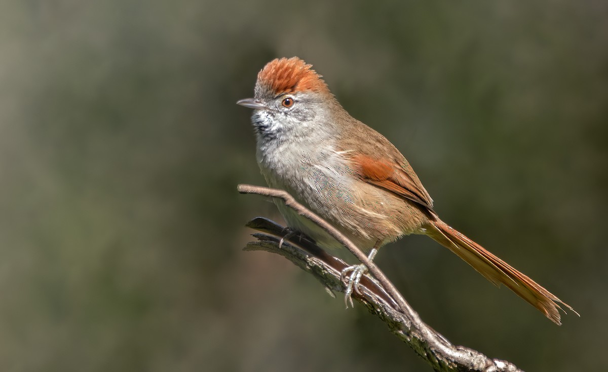 Sooty-fronted Spinetail - ML445560561